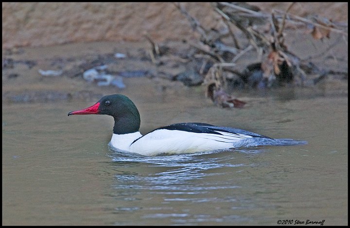 _0SB6530 common merganser drake.jpg